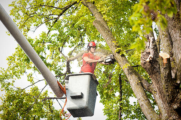 How Our Tree Care Process Works  in  Lake Andes, SD